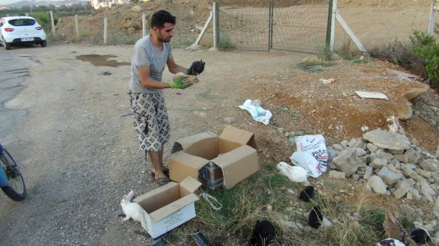 Manavgat’ta Hasta Tavşanları Yol Kenarında Ölüme Terk Ettiler