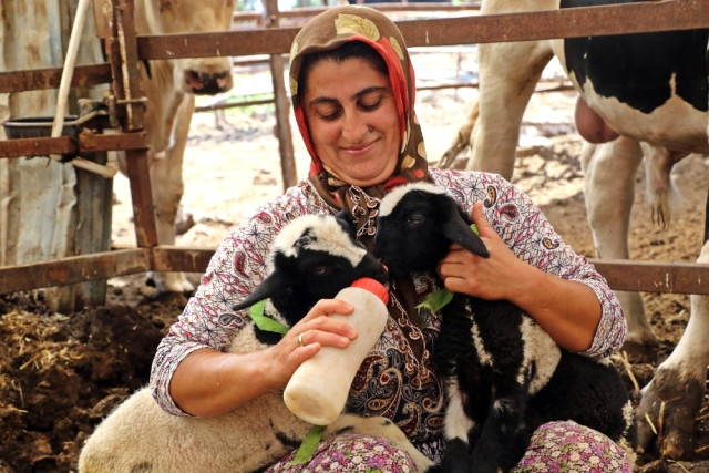 Anneleri Doğumda Ölen İkiz Kuzulara ‘Özel Anne’ Şefkati