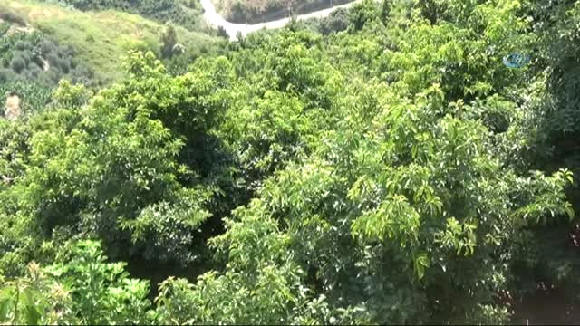 Avokado Üretiminde Hedef 40 Milyon Adet