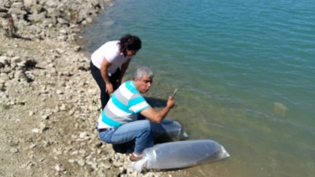 Korkuteli Göletlerine 30 Bin Adet Sazan Yavrusu Bırakıldı