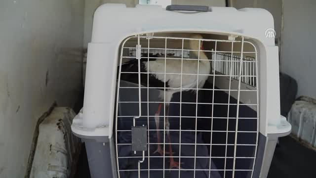 Alanya’da Tedavi Edilen Leylek Doğaya Salındı