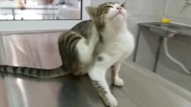 Antalya’da Tüfekle Vurulan Kedi Tedavi Edildi