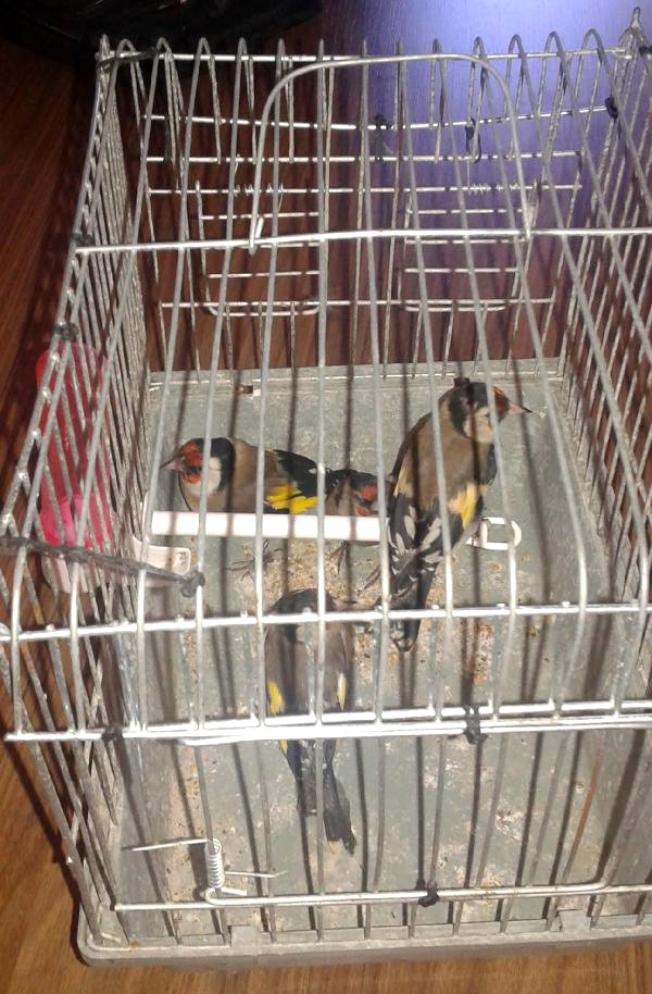 Kaçak Kuş Satıcısına 9 Bin Lira Ceza