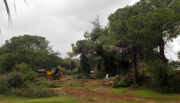 Sorgun Ormanı’nda Turizm Tesisi İçin Ağaç Kesimi