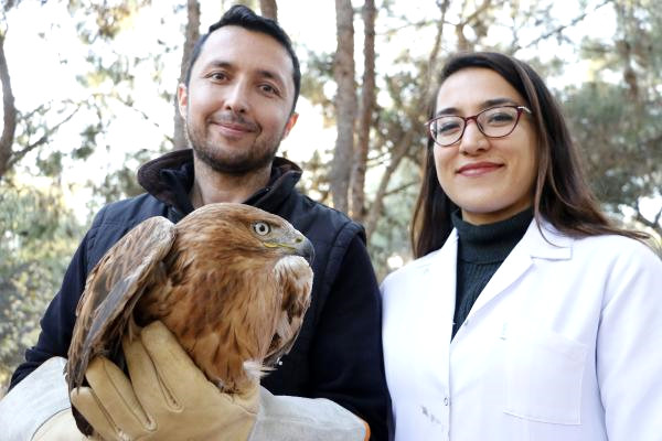 Yaralı Kızıl Şahin Tedavi Edilip, Doğaya Salındı