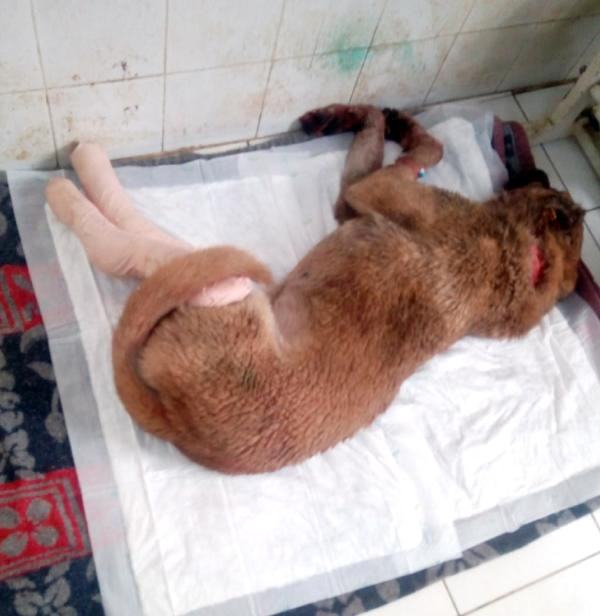 Arka Bacaklarını Kırdığı Köpeği Başka Köpeğe Isırttığı İddiasıyla Gözaltına Alındı