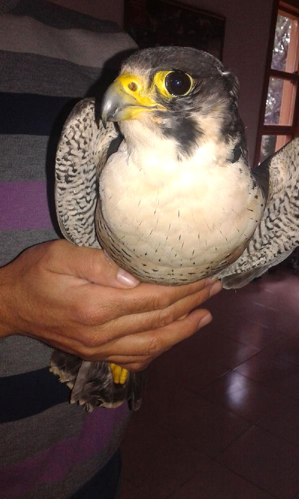 Tuzakla Yırtıcı Kuş Avlayan 2 Kişiye 12 Bin 488 Lira Ceza