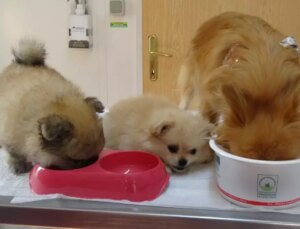 Erkek arkadaşı meskene kapalı kamera yerleştirdi, köpeklere azap ettiği ortaya çıktı