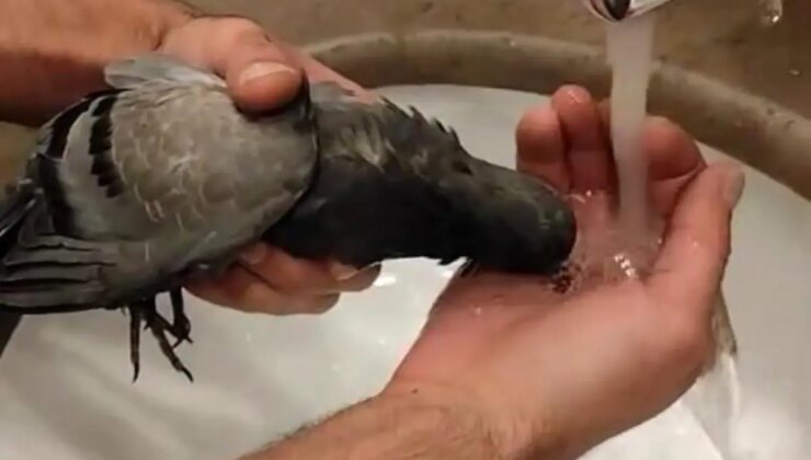 Elazığ Fethi Sekin Hastanesi’nde Sıkışan Güvercini Kurtaran Vazifeli