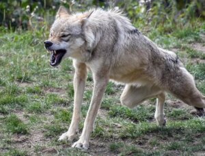 Hindistan’da kurt taarruzları: Son 49 günde 10 kişi hayatını kaybetti