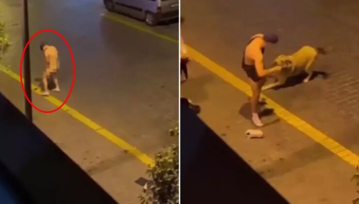 Antalya’da yabancı asıllı 2 şahıs sokak köpeğine tecavüz etmeye kalkıştı