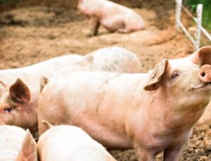Güney Afrika’da vahşet: Öldürdükleri bayanların cesetlerini domuzlara yedirdiler